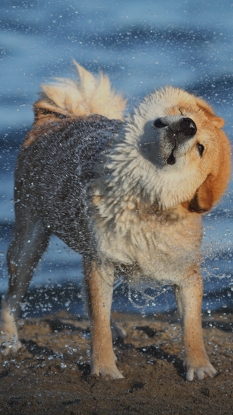 Dogecoin App-Hintergrund